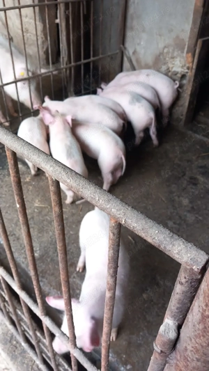 Vând purcei 8 săptămâni  - imagine 2
