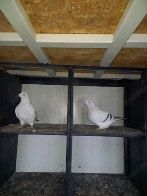 porumbei standard  - imagine 2