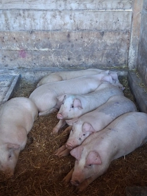 vând soldani  50-55  kg (,masculi castrați) - imagine 2