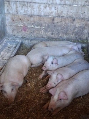 vând soldani  50-55  kg (,masculi castrați)