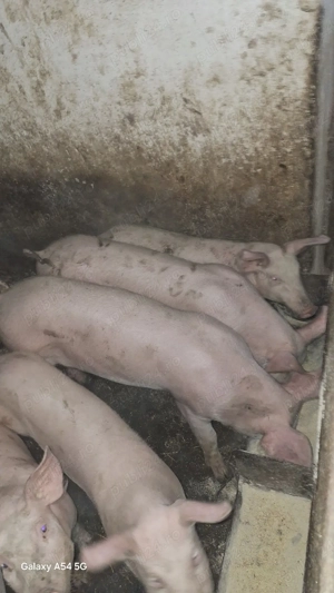 Soldani de vanzare  - imagine 3