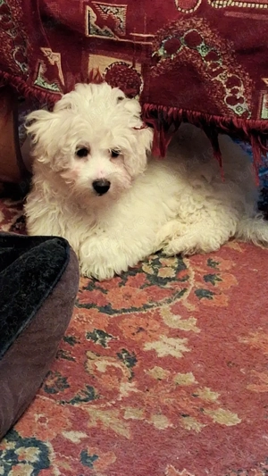 Vând pui bișon - imagine 3