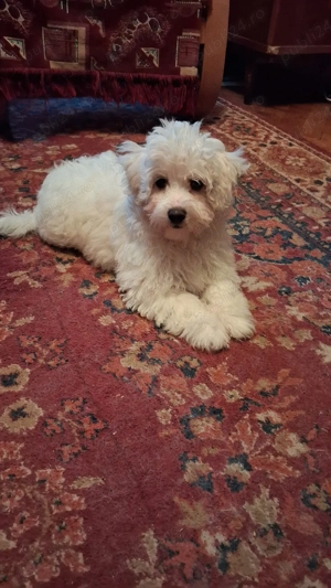 Vând pui bișon - imagine 4