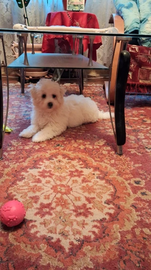 Vând pui bișon - imagine 2