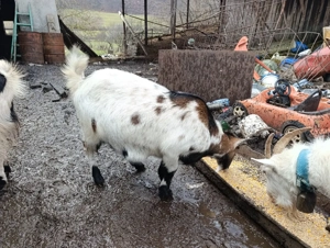 Capre Gestante - imagine 4