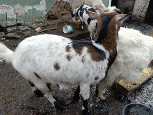 Capre Gestante - imagine 2