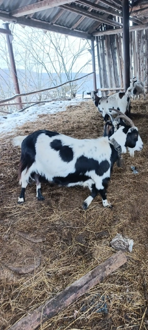 Capre Gestante - imagine 5