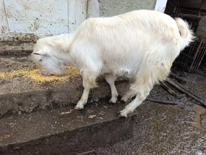 Capre Gestante - imagine 3