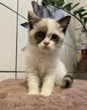 Ragdoll disponibil  - imagine 2