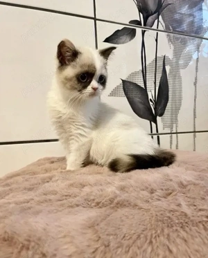 Ragdoll disponibil  - imagine 3