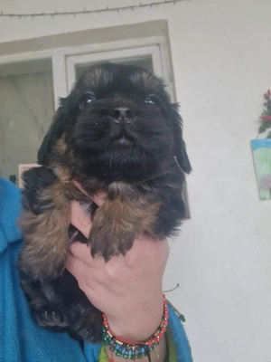 Bishon havanez negru 