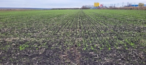 De vanzare teren intravilan Catamarasti Deal Botosani  - imagine 2