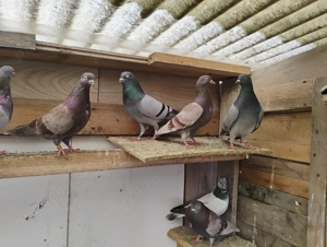 Porumbei tipleri englezi și zburători de budapesta