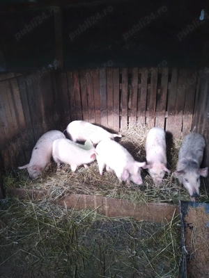 Vand purcei  - imagine 2