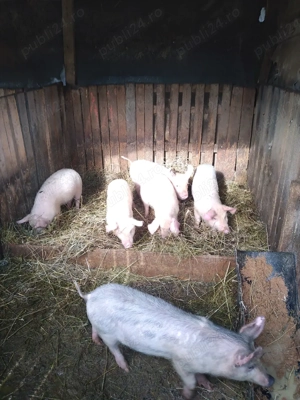 Vand purcei  - imagine 4