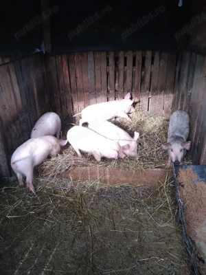 Vand purcei  - imagine 3