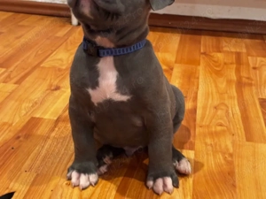 American Bully XL ABKC 