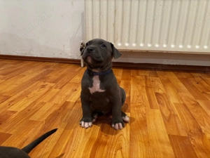 American Bully XL ABKC  - imagine 3