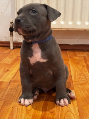 American Bully XL ABKC  - imagine 4