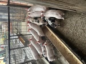 Purcei de vânzare - imagine 2