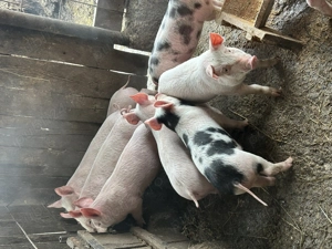 Purcei de vânzare - imagine 3