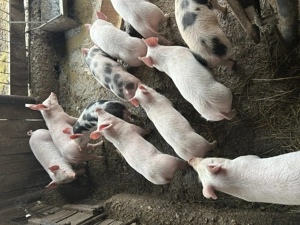 Purcei de vânzare - imagine 4