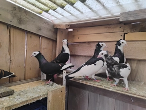 Porumbei jucatori - imagine 5