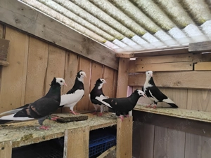 Porumbei jucatori - imagine 3