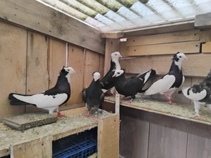 Porumbei jucatori - imagine 4