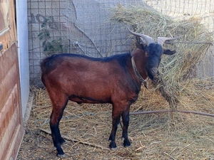 Tap alpin francez  - imagine 2