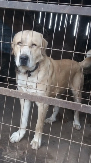 Ciobănesc de asia centrală