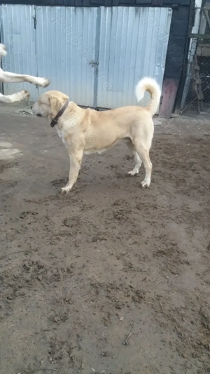 Ciobănesc de asia centrală - imagine 2