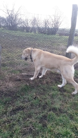 Ciobănesc de asia centrală - imagine 3