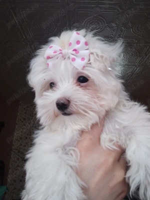 Bichon maltez mini toy  - imagine 4