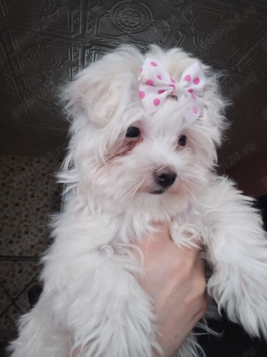 De vânzare bichon maltez 