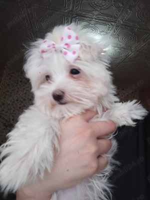 De vânzare bichon maltez  - imagine 2