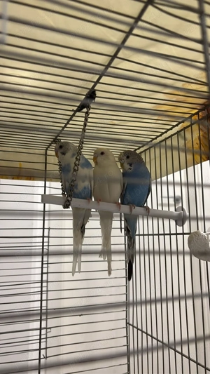 vand papagali perusi  - imagine 2