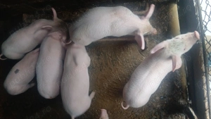 Vand purcei foarte mancaciosi