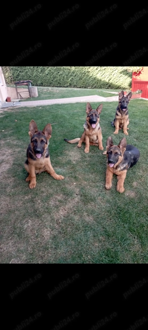 Ciobanesc german cu pedigree  - imagine 5