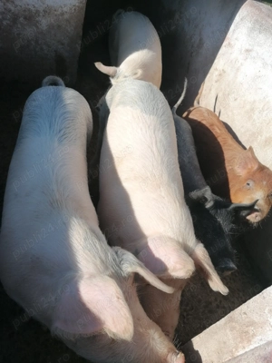 Vând porci grași  - imagine 3