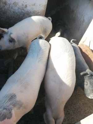 Vând porci grași  - imagine 2