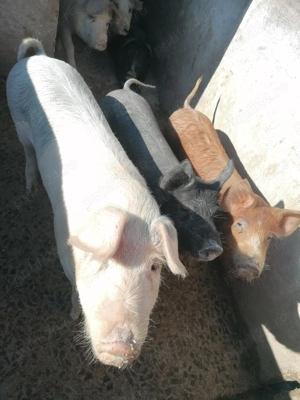 Vând porci grași  - imagine 4