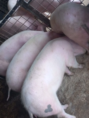 Porci si purcele de vanzare - imagine 3