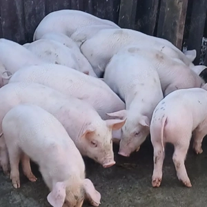 purcei 250 lei - imagine 3