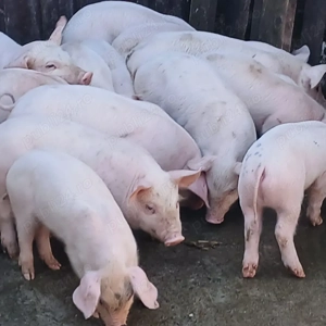 purcei 250 lei - imagine 2