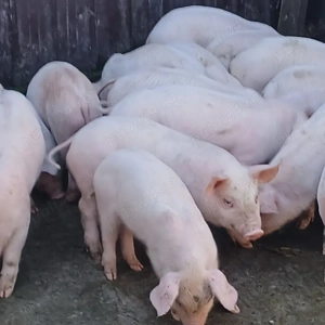 purcei 250 lei - imagine 4