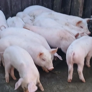 purcei 250 lei - imagine 5