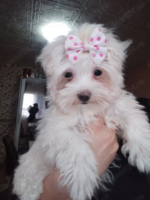 De vânzare O fetiță bichon maltez mini toy  - imagine 3