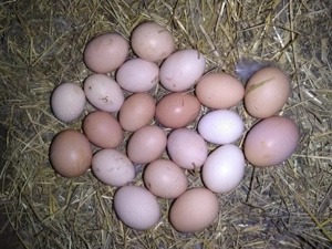 Ouă Australorp Negru pentru incubat - imagine 2