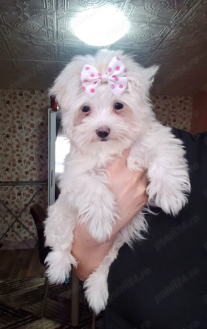 De vânzare bichon maltez  - imagine 3